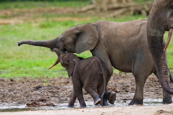 Słoń przy dorosły — Zdjęcie stockowe