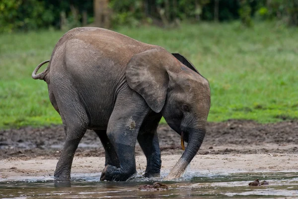 Slon pralesní ze Středoafrické republiky — Stock fotografie
