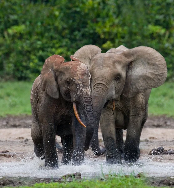 Hraje lesní sloni — Stock fotografie