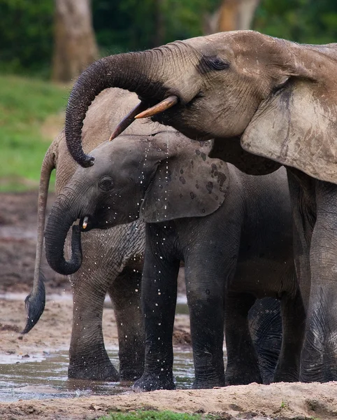 Elefante junto a un adulto — Foto de Stock