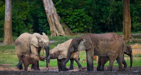 Herd of elephants including a calf in a watering hole — Stock Photo, Image