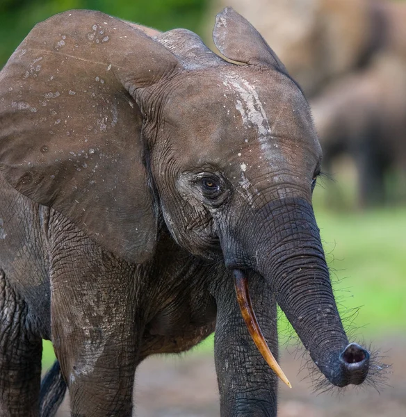 Elefante delle foreste della Repubblica centrafricana — Foto Stock