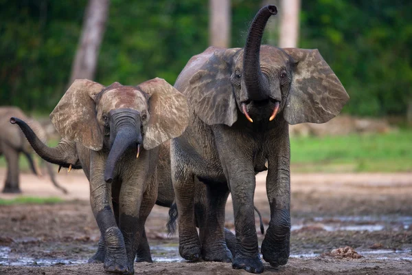 Forest elephant family — Stock Photo, Image