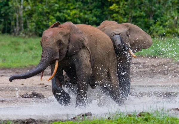 Orman fillerinin oynarken — Stok fotoğraf