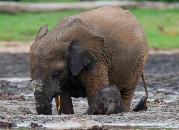 Elefante accanto a uno adulto — Foto Stock