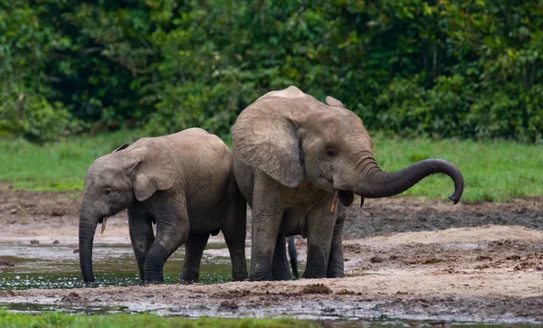 Slon vedle dospělých — Stock fotografie