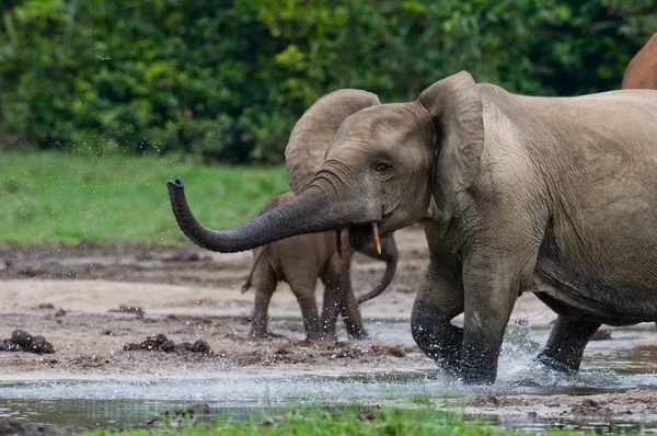 Elefante forestal de la República Centroafricana — Foto de Stock