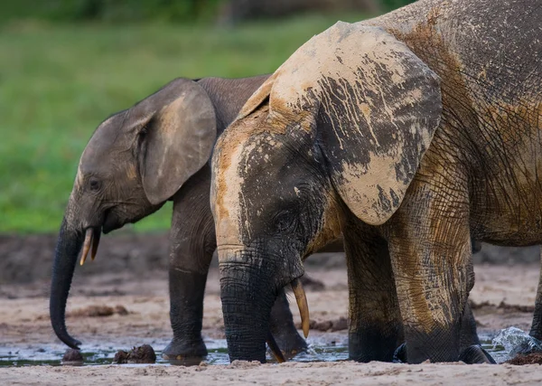 Elefante junto a un adulto — Foto de Stock