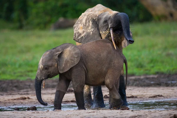 Éléphant à côté d'un adulte — Photo