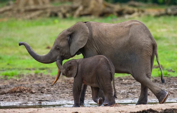 Éléphant à côté d'un adulte — Photo