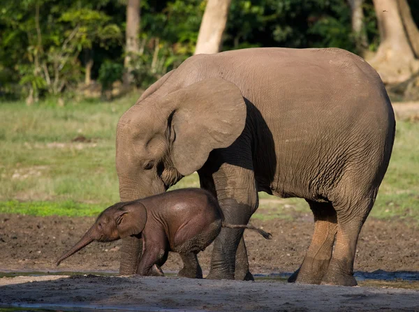 Elefante accanto a uno adulto — Foto Stock