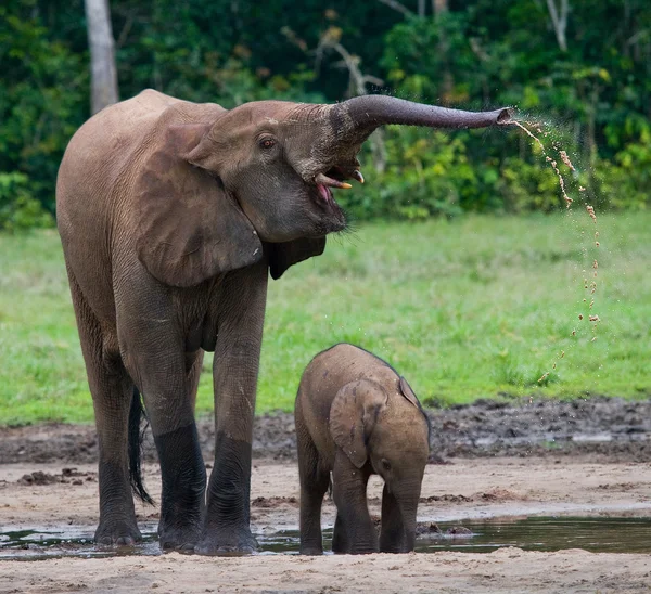 Elephant next to an adult one — Stock Photo, Image