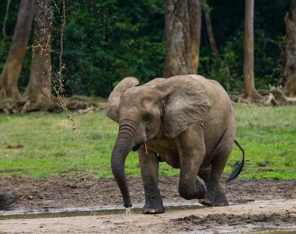 Elefante forestal de la República Centroafricana — Foto de Stock