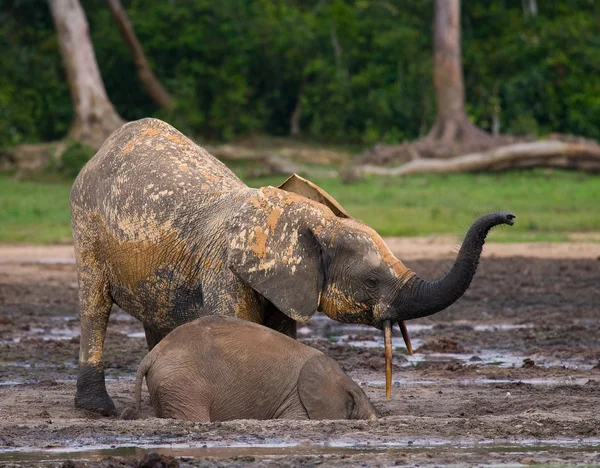 Elephant next to an adult one — Stock Photo, Image