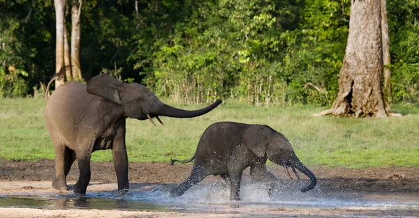 Elephant next to an adult one — Stock Photo, Image