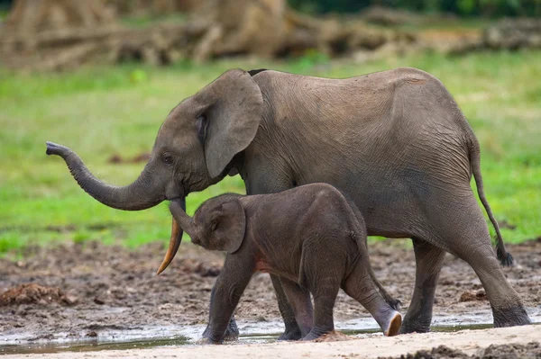 Elephant next to an adult one — Stock Photo, Image