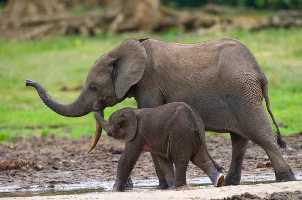 Elefante ao lado de um adulto — Fotografia de Stock