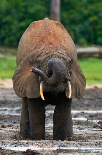 Elefante florestal da República Centro-Africana — Fotografia de Stock