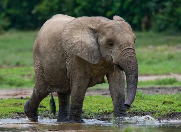 Elefante florestal da República Centro-Africana — Fotografia de Stock