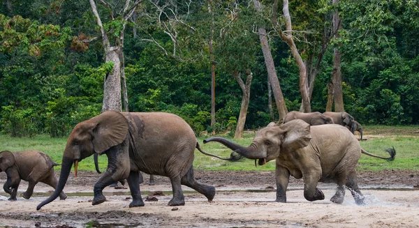 Familia de elefantes forestales —  Fotos de Stock