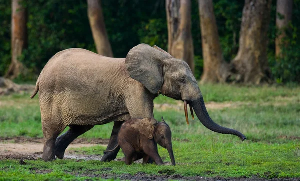 Elefante accanto a uno adulto — Foto Stock