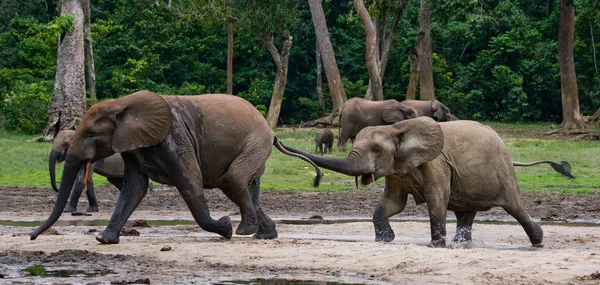 Orman fil aile — Stok fotoğraf
