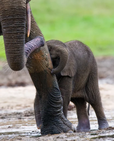 Słoń przy dorosły — Zdjęcie stockowe
