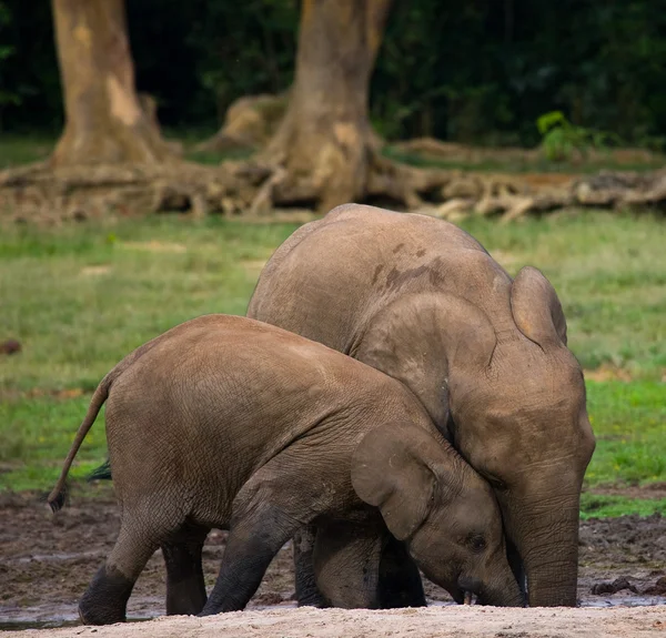 Elefante junto a un adulto — Foto de Stock
