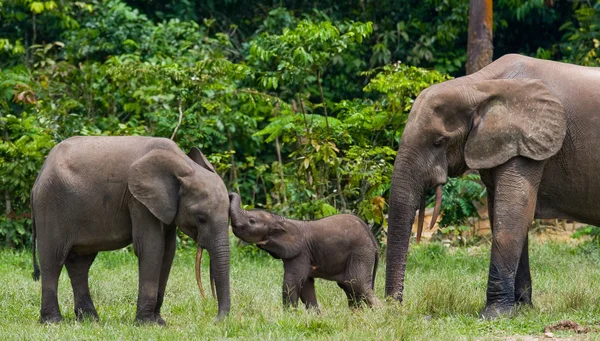 Familia de elefantes forestales — Foto de Stock