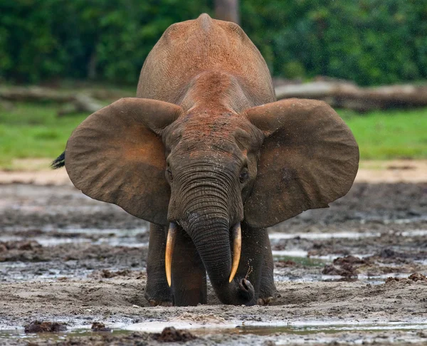 Skogen elefant från Centralafrikanska republiken — Stockfoto