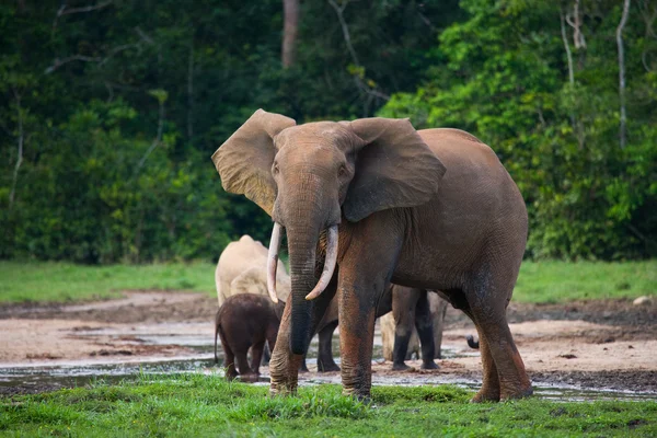 Elefante ao lado de um adulto — Fotografia de Stock