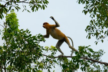 Hortum maymun (Nasalis larvatus)
