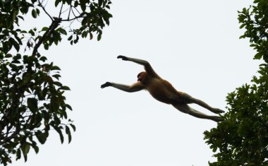 Hortum maymun (Nasalis larvatus)