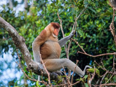 Hortum maymun (Nasalis larvatus)