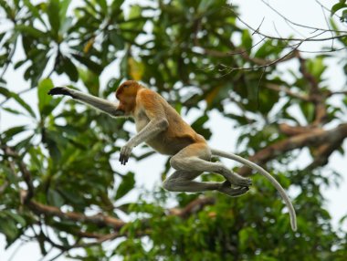 Hortum maymun (Nasalis larvatus)