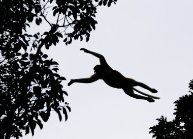 Hortum maymun (Nasalis larvatus)