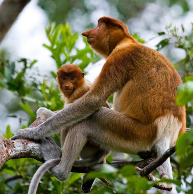 Hortum maymunlar (Nasalis larvatus)