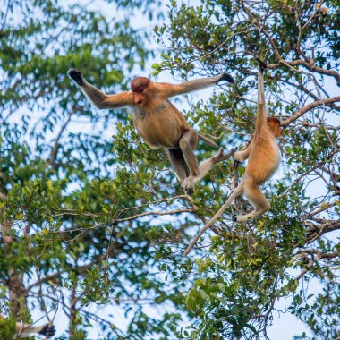 Hortum maymunlar (Nasalis larvatus)