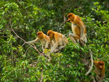 Hortum maymunlar (Nasalis larvatus)