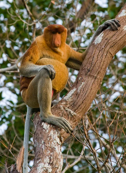 Ormányos majom (Nasalis larvatus) — Stock Fotó