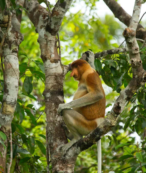 Snabel Monkey (Nasalis larvatus) — Stockfoto