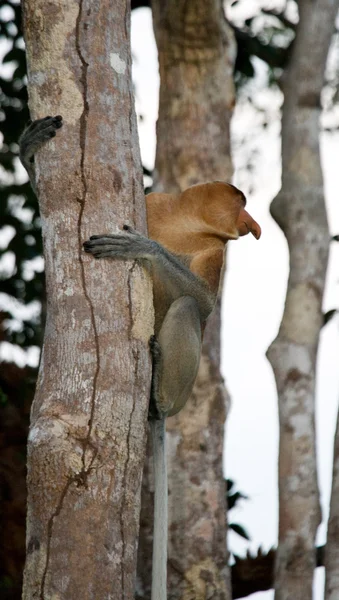 Hortum maymun (Nasalis larvatus) — Stok fotoğraf