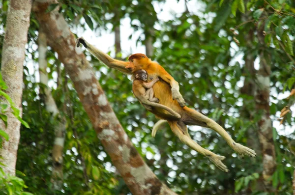 Macacos da probóscide (Nasalis larvatus ) — Fotografia de Stock