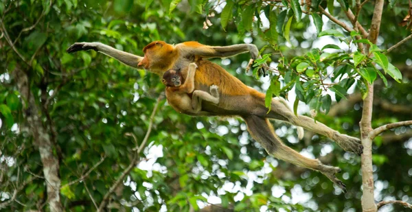 Macacos da probóscide (Nasalis larvatus ) — Fotografia de Stock