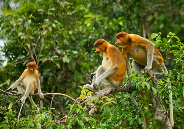 Proccis Monkeys (Nasalis larvatus) ) — стоковое фото