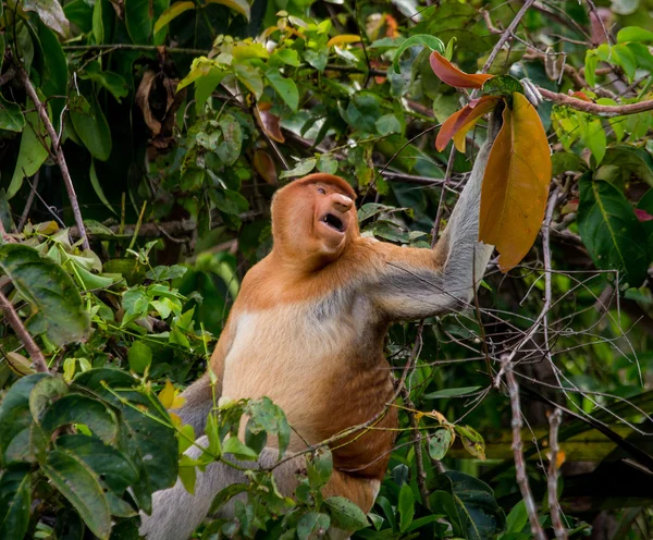 Snabel Monkey (Nasalis larvatus) — Stockfoto