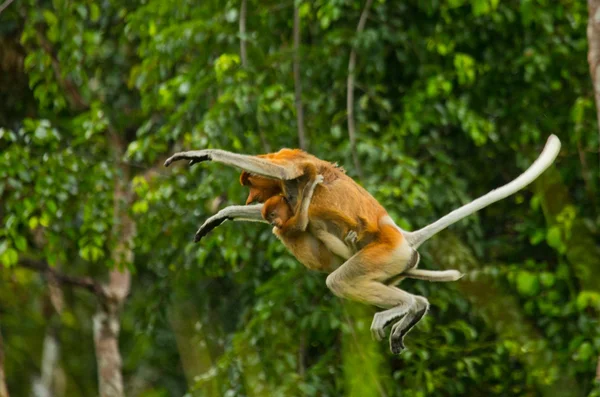 Proboscis мавп (Nasalis larvatus) — стокове фото