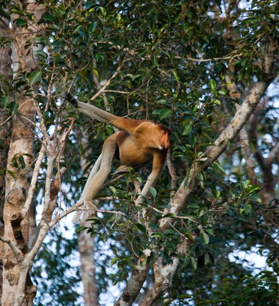 Macaco-probóscide (Nasalis larvatus ) — Fotografia de Stock