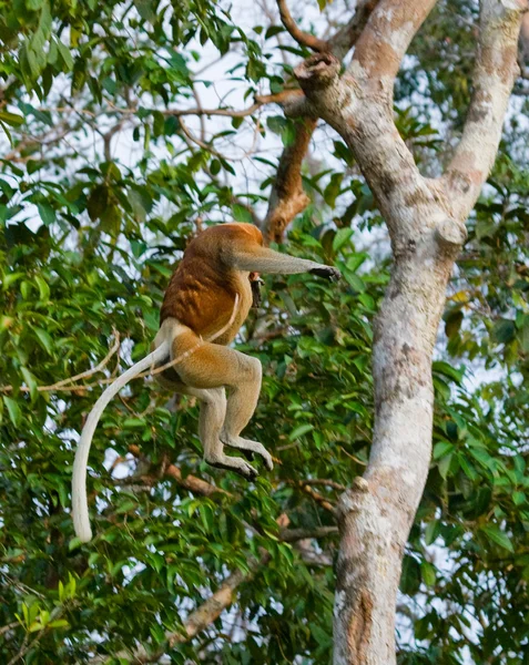 Hortum maymun (Nasalis larvatus) — Stok fotoğraf
