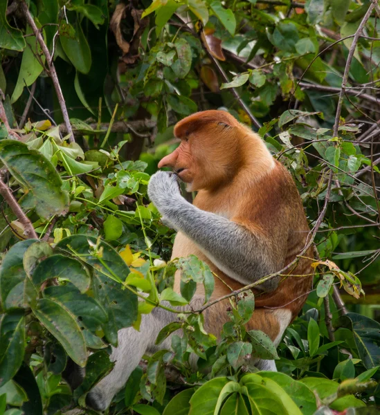 Macaco-probóscide (Nasalis larvatus ) — Fotografia de Stock